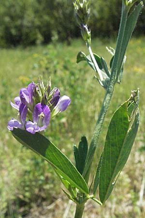 Medicago sativa \ Luzerne, Saat-Luzerne / Lucerne, Alfalfa, Kroatien/Croatia Istrien/Istria, Gračišće 15.7.2007