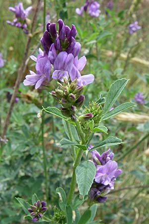 Medicago sativa / Lucerne, Alfalfa, Croatia Istria, Premantura 5.6.2008