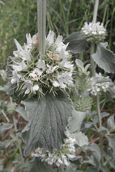 Marrubium incanum \ Wolliger Andorn, Adriatischer Andorn / White Horehound, Kroatien/Croatia Istrien/Istria, Limski Fjord 29.5.2006