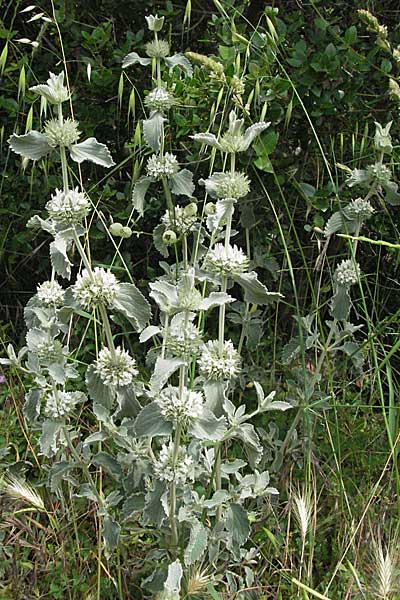 Marrubium incanum \ Wolliger Andorn, Adriatischer Andorn / White Horehound, Kroatien/Croatia Istrien/Istria, Limski Fjord 29.5.2006