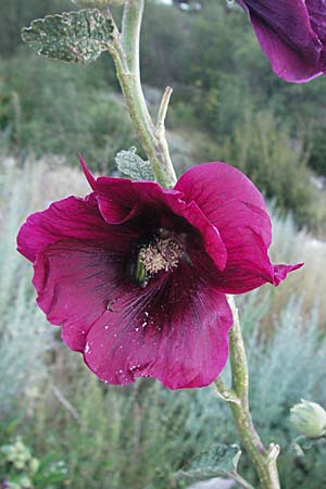 Alcea rosea \ Stockrose, Kroatien Selce 16.7.2007