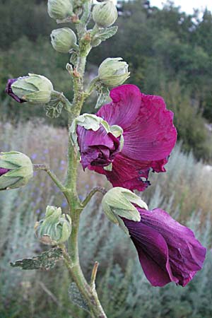 Alcea rosea \ Stockrose / Common Hollyhock, Kroatien/Croatia Selce 16.7.2007