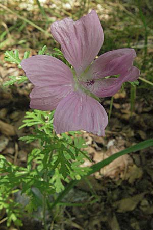 Malva moschata \ Moschus-Malve, Kroatien Velebit 16.7.2007