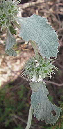 Marrubium incanum / White Horehound, Croatia Plitvička 18.7.2007