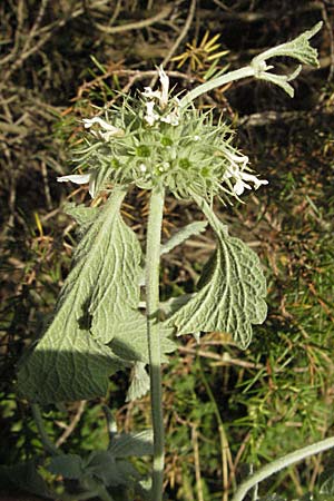 Marrubium incanum \ Wolliger Andorn, Adriatischer Andorn / White Horehound, Kroatien/Croatia Plitvička 18.7.2007