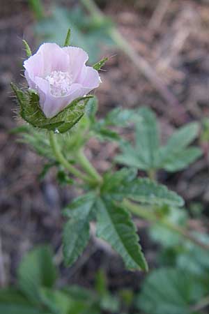 Althaea hirsuta \ Borsten-Eibisch, Kroatien Donji Budački 31.5.2008