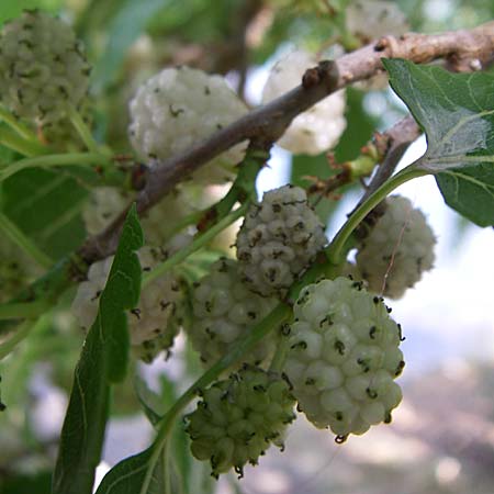 Morus alba \ Weier Maulbeerbaum / Chinese White Mulberry, Kroatien/Croatia Krka 3.6.2008