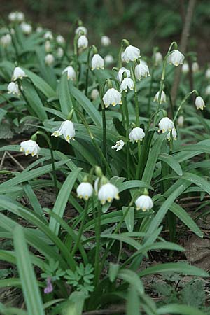 Leucojum vernum \ Frhlings-Knotenblume, Mrzenbecher / Spring Snowflake, Kroatien/Croatia Donji 1.4.2006