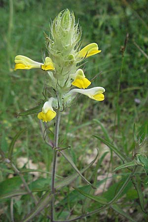 Melampyrum barbatum \ Bart-Wachtelweizen / Beard Cow-Wheat, Kroatien/Croatia Istrien/Istria, Poreč 26.5.2006