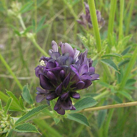 Medicago x varia \ Bastard-Luzerne, Kroatien Istrien, Gračišće 27.5.2006