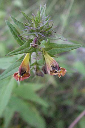 Melampyrum nemorosum \ Hain-Wachtelweizen, Kroatien Plitvička 19.7.2007