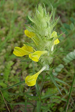 Melampyrum barbatum \ Bart-Wachtelweizen, Kroatien Istrien, Zminj 5.6.2008