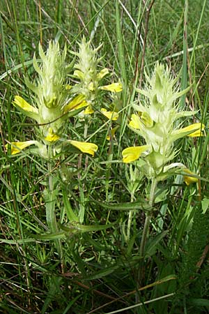 Melampyrum barbatum \ Bart-Wachtelweizen, Kroatien Istrien, Zminj 5.6.2008