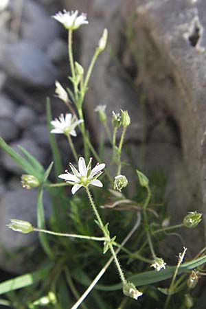 Sabulina austriaca \ sterreicher Miere, Kroatien Velebit Zavizan 17.7.2007