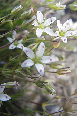 Sabulina austriaca / Austrian Sandwort, Croatia Velebit Zavizan 17.7.2007