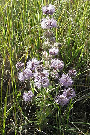 Mentha aquatica \ Wasser-Minze, Kroatien Gospic 17.7.2007