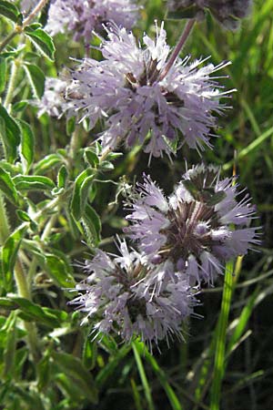 Mentha aquatica \ Wasser-Minze, Kroatien Gospic 17.7.2007