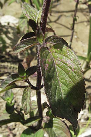 Mentha aquatica \ Wasser-Minze, Kroatien Otočac 18.7.2007