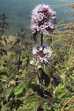 Mentha aquatica \ Wasser-Minze, Kroatien Otočac 18.7.2007