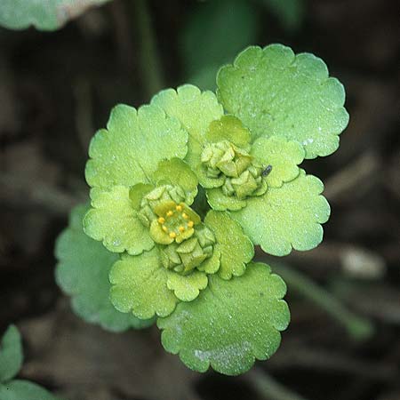 Chrysosplenium alternifolium \ Wechselblttriges Milzkraut, Gold-Milzkraut, Kroatien Donji 1.4.2006