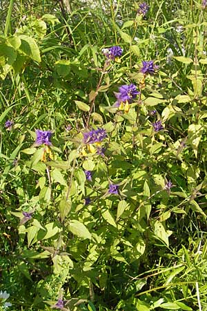 Melampyrum nemorosum \ Hain-Wachtelweizen / Blue Cow-Wheat, Kroatien/Croatia Medvednica 1.7.2010