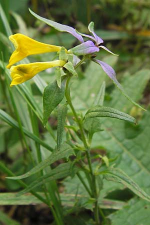 Melampyrum velebiticum \ Velebit-Wachtelweizen, Kroatien Velebit 19.8.2016