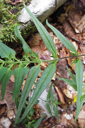 Melampyrum velebiticum \ Velebit-Wachtelweizen / Velebit Cow-Wheat, Kroatien/Croatia Velebit 19.8.2016