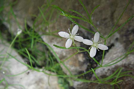 Moehringia muscosa \ Moos-Nabelmiere / Mossy Sandwort, Kroatien/Croatia Plitvička 3.6.2006