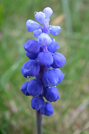 Muscari botryoides \ Kurztraubige Bisamhyazinthe, Kleine Traubenhyazinthe, Kroatien Velebit Zavizan 4.6.2008