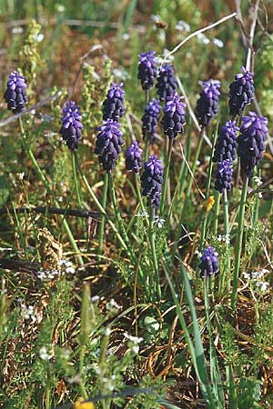 Muscari neglectum \ bersehene Traubenhyazinthe, Weinbergs-Trubel / Grape Hyacinth, Kroatien/Croatia Šibenik 2.4.2006