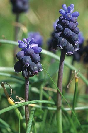 Muscari neglectum \ bersehene Traubenhyazinthe, Weinbergs-Trubel, Kroatien Pelješac, Ston 4.4.2006