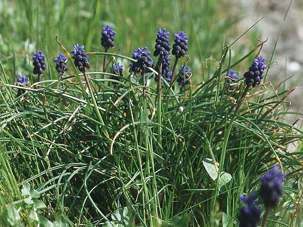 Muscari neglectum \ bersehene Traubenhyazinthe, Weinbergs-Trubel / Grape Hyacinth, Kroatien/Croatia Pelješac, Ston 4.4.2006