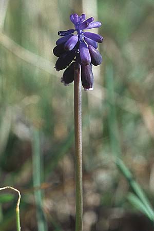 Muscari neglectum \ bersehene Traubenhyazinthe, Weinbergs-Trubel / Grape Hyacinth, Kroatien/Croatia Šibenik 8.4.2006