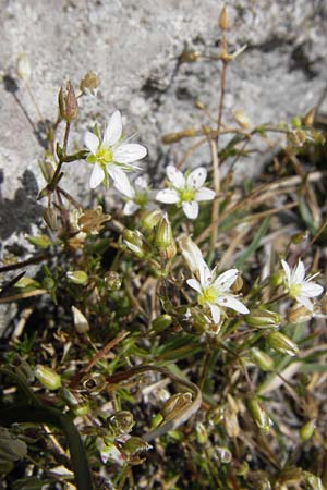 Sabulina austriaca \ sterreicher Miere, Kroatien Velebit Zavizan 19.8.2016