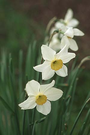 Narcissus tazetta \ Tazette, Kroatien Gruda 3.4.2006