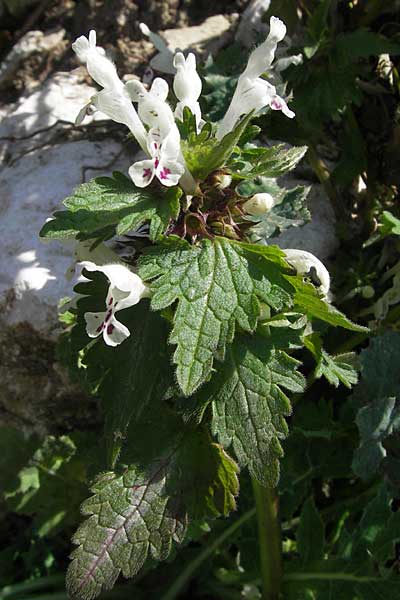 Lamium bifidum \ Zweispaltige Taubnessel, Balkan-Taubnessel, Kroatien Gruda 3.4.2006