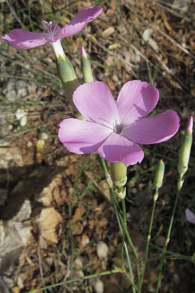 Dianthus sylvestris \ Stein-Nelke / Wood Pink, Kroatien/Croatia Istrien/Istria, Limski Fjord 29.5.2006