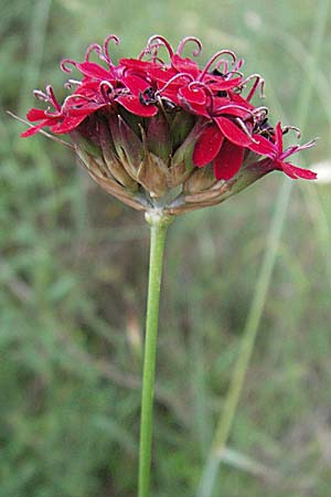 Dianthus sanguineus \ Blutrote Nelke / Blood-red Pink, Kroatien/Croatia Istrien/Istria, Bale 29.5.2006