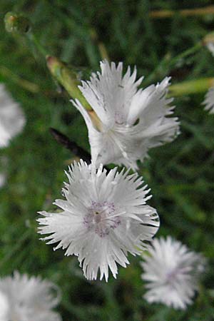 Dianthus monspessulanus \ Montpellier-Nelke / White Cluster, Kroatien/Croatia Plitvička 3.6.2006