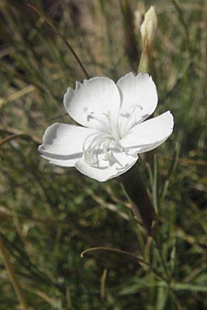Dianthus petraeus \ Balkan-Nelke, Gerll-Nelke / White Fringed Pink, Kroatien/Croatia Velebit Zavizan 17.7.2007
