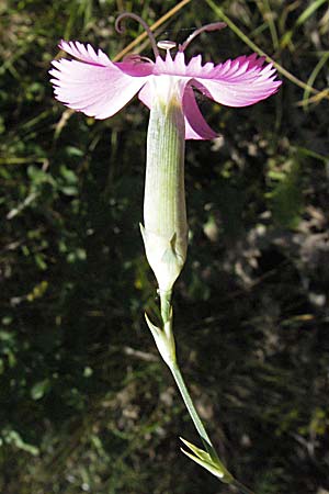 Dianthus sylvestris \ Stein-Nelke, Kroatien Učka 14.7.2007