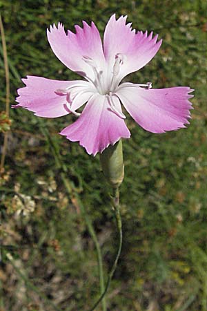 Dianthus sylvestris \ Stein-Nelke, Kroatien Učka 14.7.2007