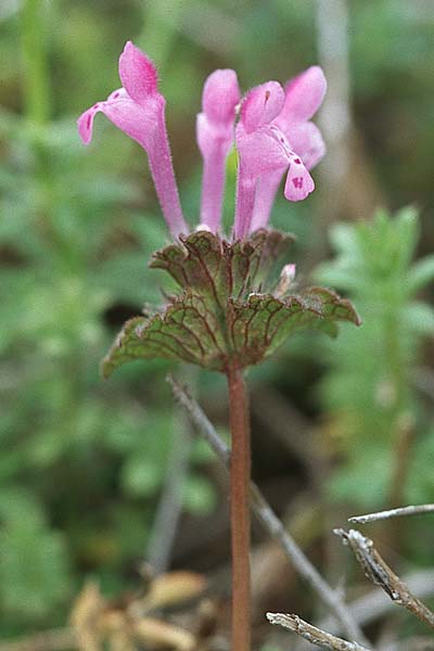 Lamium amplexicaule \ Stngelumfassende Taubnessel, Kroatien Šibenik 2.4.2006