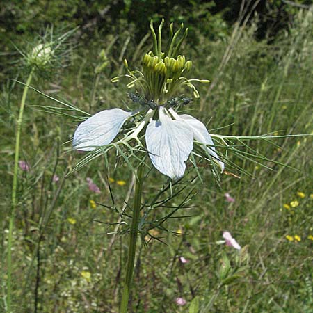 Nigella damascena \ Damaszener Schwarzkmmel, Jungfer im Grnen, Kroatien Istrien, Rovinj 29.5.2006