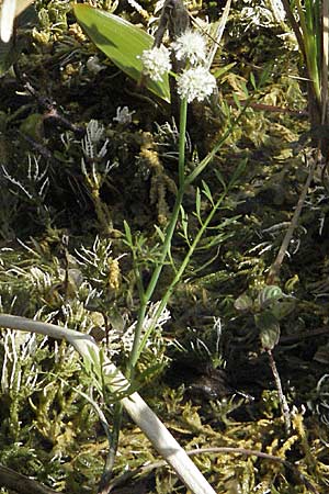 Oenanthe fistulosa ? \ Rhriger Wasserfenchel, Rhrige Pferdesaat / Tubular Water Dropwort, Kroatien/Croatia Plitvička 19.7.2007