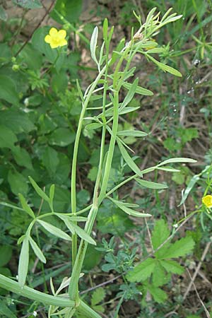 Oenanthe peucedanifolia \ Haarstrang-Wasserfenchel, Kroatien Drniš 2.6.2008