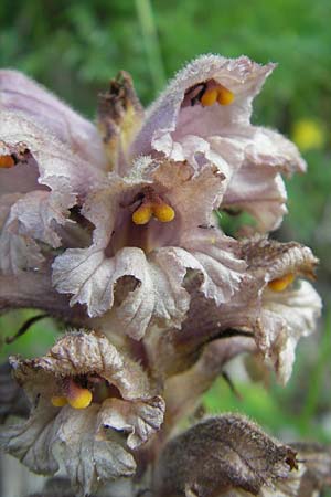 Orobanche lutea / Yellow Broomrape, Croatia Učka 28.6.2010