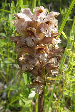 Orobanche lutea \ Gelbe Sommerwurz / Yellow Broomrape, Kroatien/Croatia Učka 28.6.2010