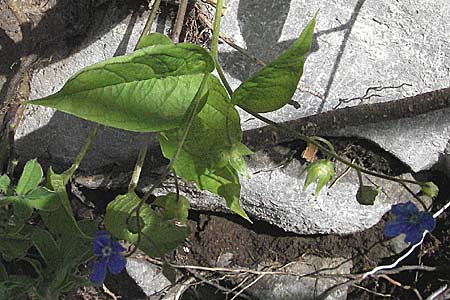 Omphalodes verna \ Frhlings-Nabelnsschen, Gedenkemein / Blue-Eyed Mary, Blue Navelwort, Kroatien/Croatia Velebit 31.5.2006