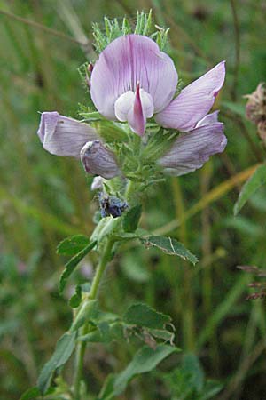 Ononis spinosa \ Dornige Hauhechel, Kroatien Risnjak 15.7.2007